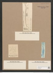 Pleurosigma sulcatum Grun. (de-Toni-Nr.: Genus 13, Species 1060) Zeichnungen Sammlung Grunow Nr. 1907 (NHMW-BOT-W0369029)